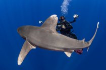 Bahamas, Cat Island, Diver con squalo pinna bianca oceanica (Carcharhinus longimanus) — Foto stock