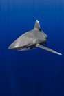 Bahamas, Cat Island, tiburón oceánico de etiqueta blanca (Carcharhinus longimanus) - foto de stock