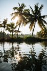 India, Kerala, Backwaters y palmeras cerca de Paravoor - foto de stock