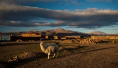 Bolivia, Villa Alota, Llama (Lama glama) en un paisaje árido al amanecer - foto de stock