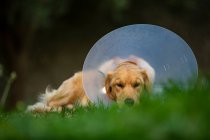 Spain, Mallorca, Golden retriever wearing protective collar lying on grass — Stock Photo