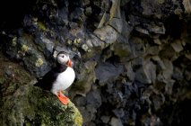 Islândia, Dyrholaey, puffin Atlântico (Fratercula arctica) empoleirado sobre rocha — Fotografia de Stock