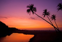 Inde, Silhouettes de palmiers contre le ciel au coucher du soleil — Photo de stock
