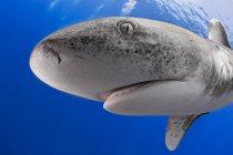 Bahamas, Cat Island, Oceanic whitetip shark (Carcharhinus longimanus) — Stock Photo