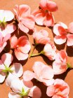 Estudio plano de flores de geranio rosa - foto de stock