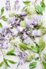 Photo studio de fleurs de printemps — Photo de stock