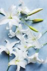 Studioaufnahme weißer Lilien — Stockfoto