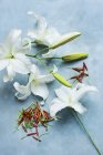 Studio shot of white lilies with cut stamens — Stock Photo