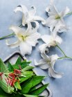Studio shot of white lilies with cut stamens — Stock Photo
