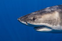 Mexique, Guadalupe, Grand requin blanc sous-marin — Photo de stock