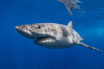 México, Guadalupe, Gran tiburón blanco bajo el agua - foto de stock