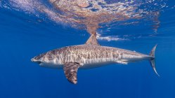 Mexico, Guadalupe, Great white shark underwater — Stock Photo