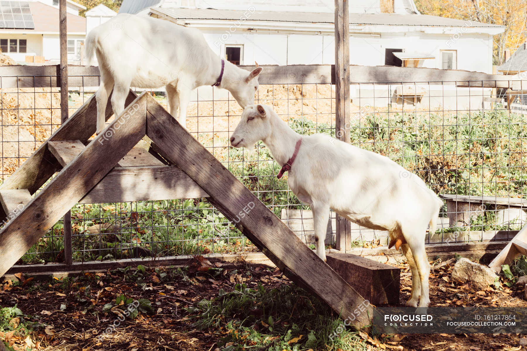Two goats on step ladder — United States of America, love Stock Photo