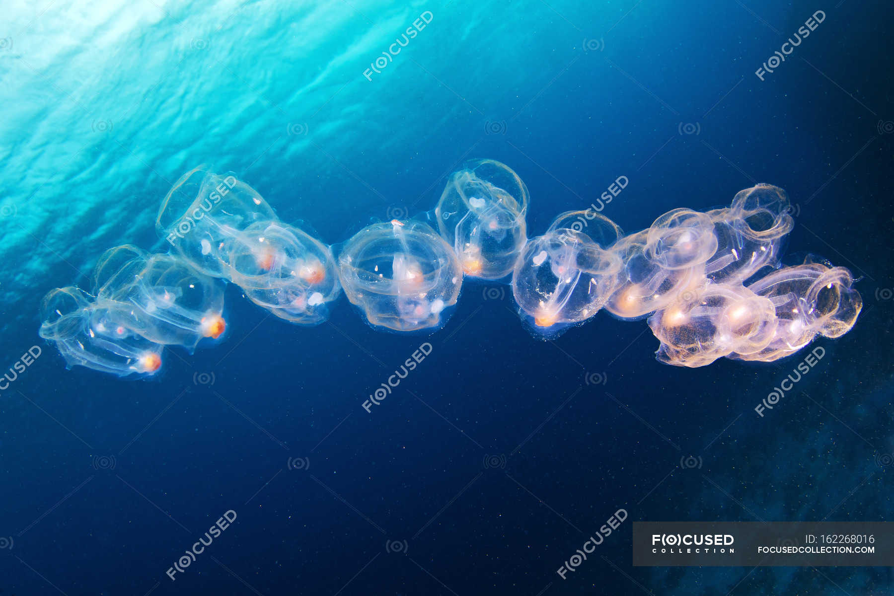 Видеть много рыб в прозрачной воде. Сальпа Маджоре рыба. Медуза Сальпа. Планктон Сальпа. Отряд сальпы.