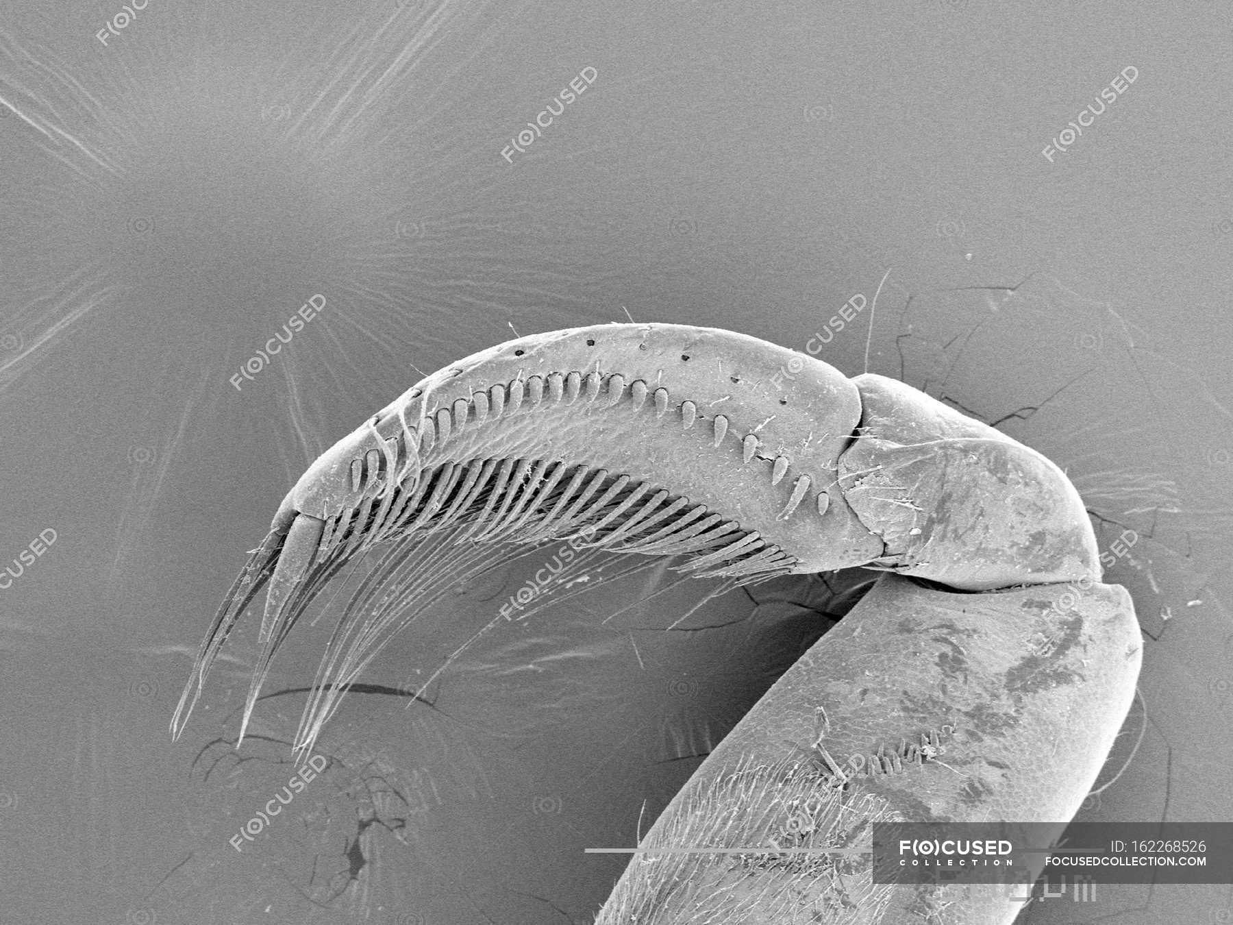 Leg of water boatman with scaled rule — magnified, view - Stock Photo |  #162268526