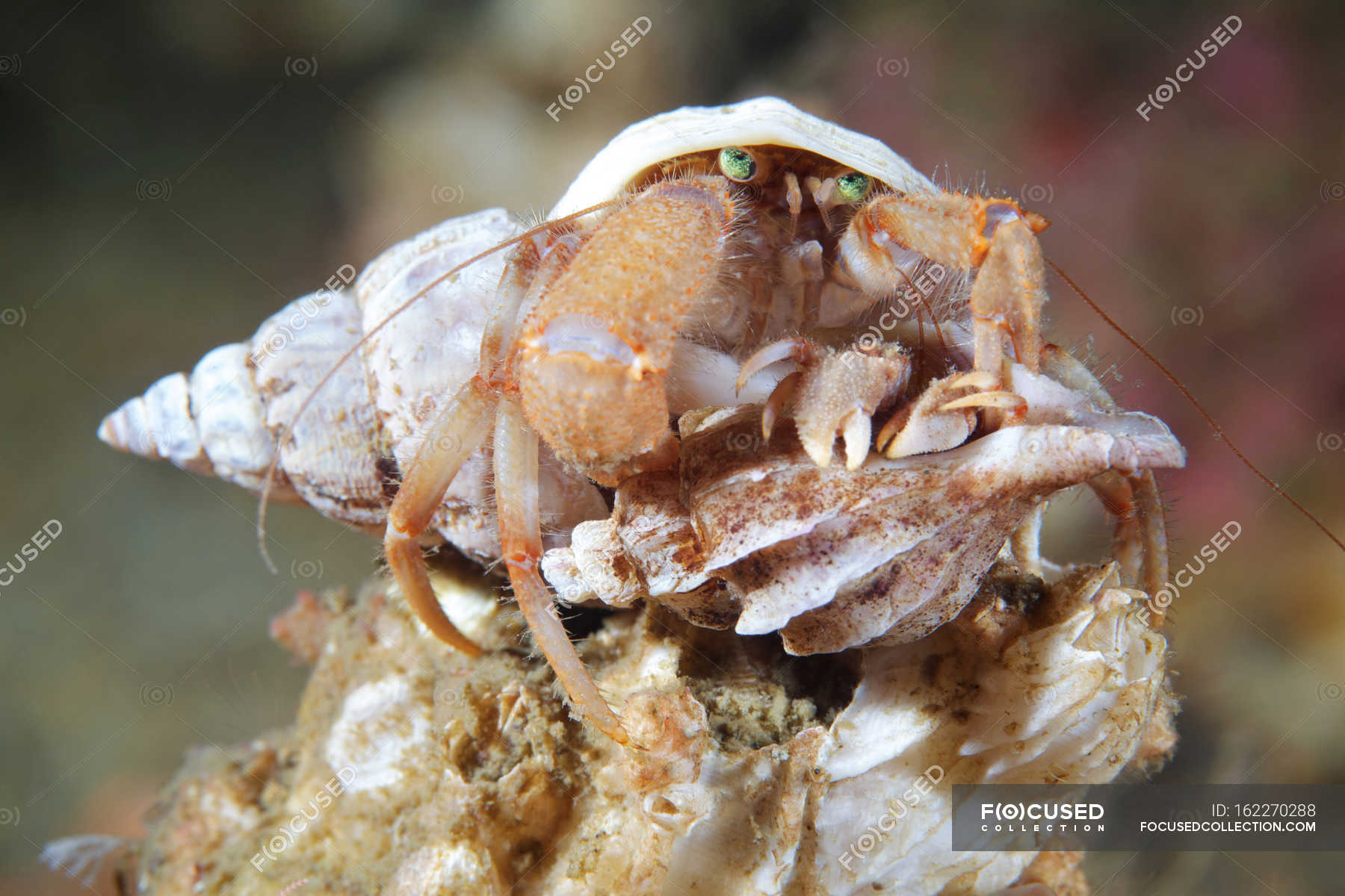 Pagurus pubescens hermit crab — closeup, background - Stock Photo ...