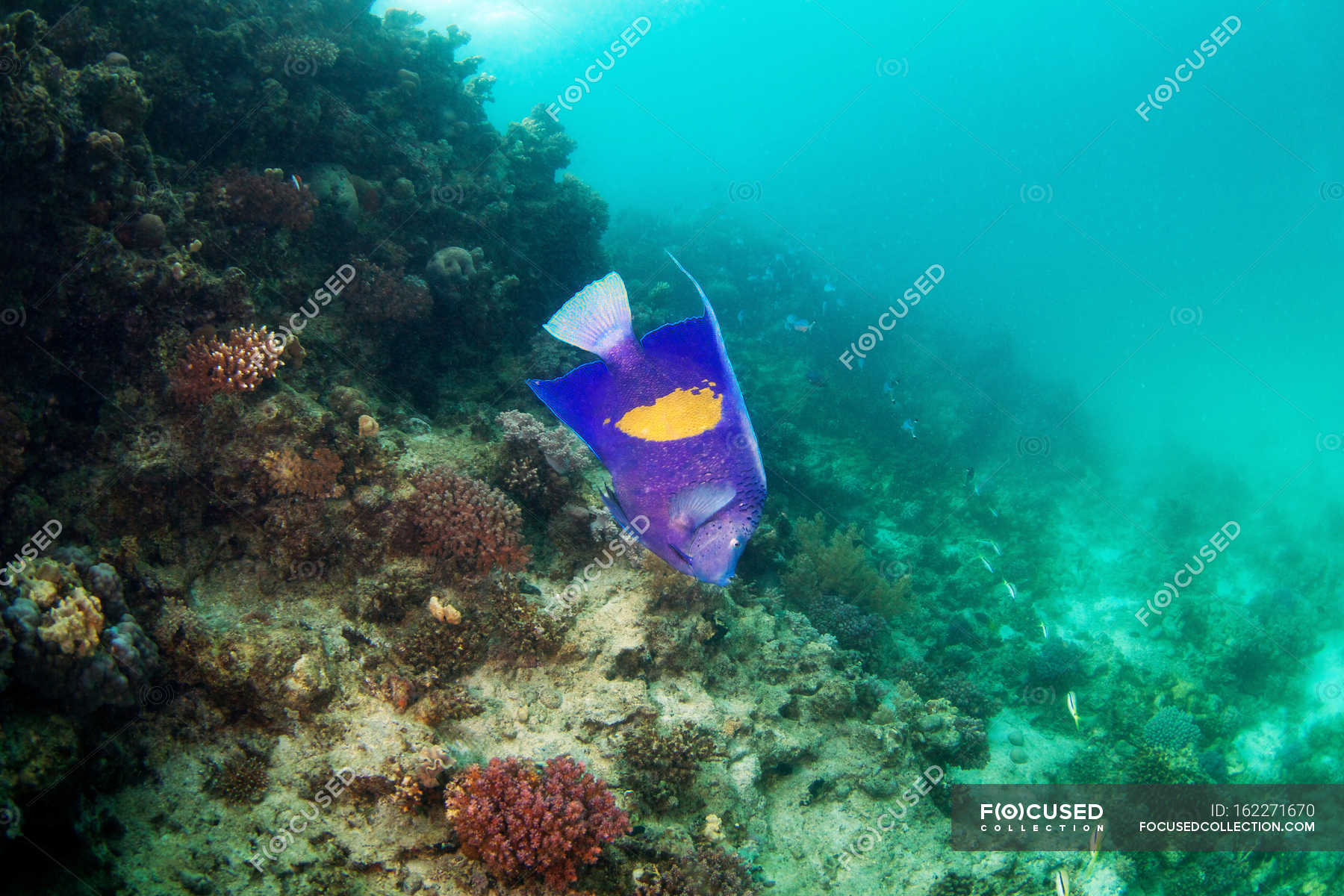 Pez ángel flotando bajo el agua — Vista submarina, Flotante Stock