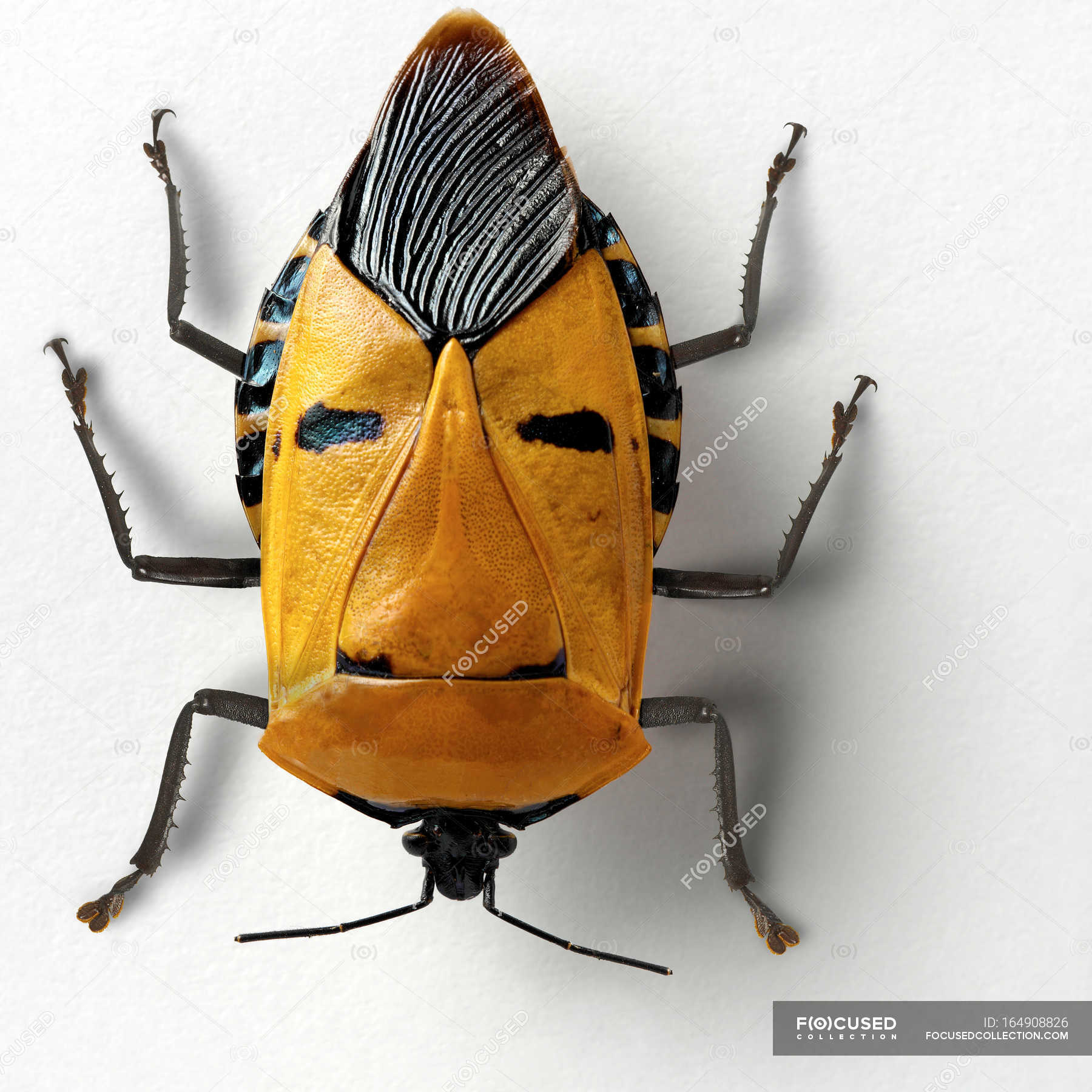 Face beetle on white — catacanthus incarnatus, yellow - Stock Photo ...