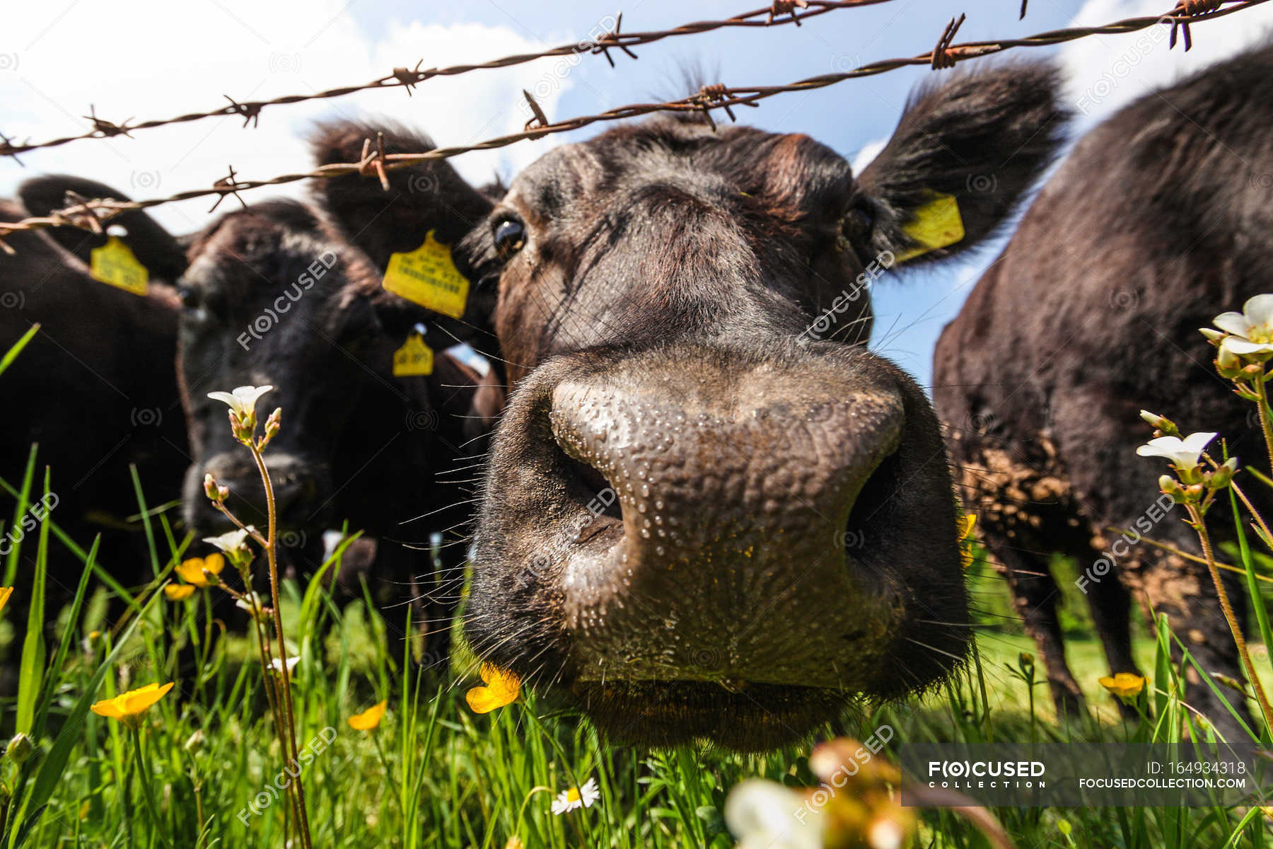 Cows Looking At Camera Cattle Close Up Stock Photo