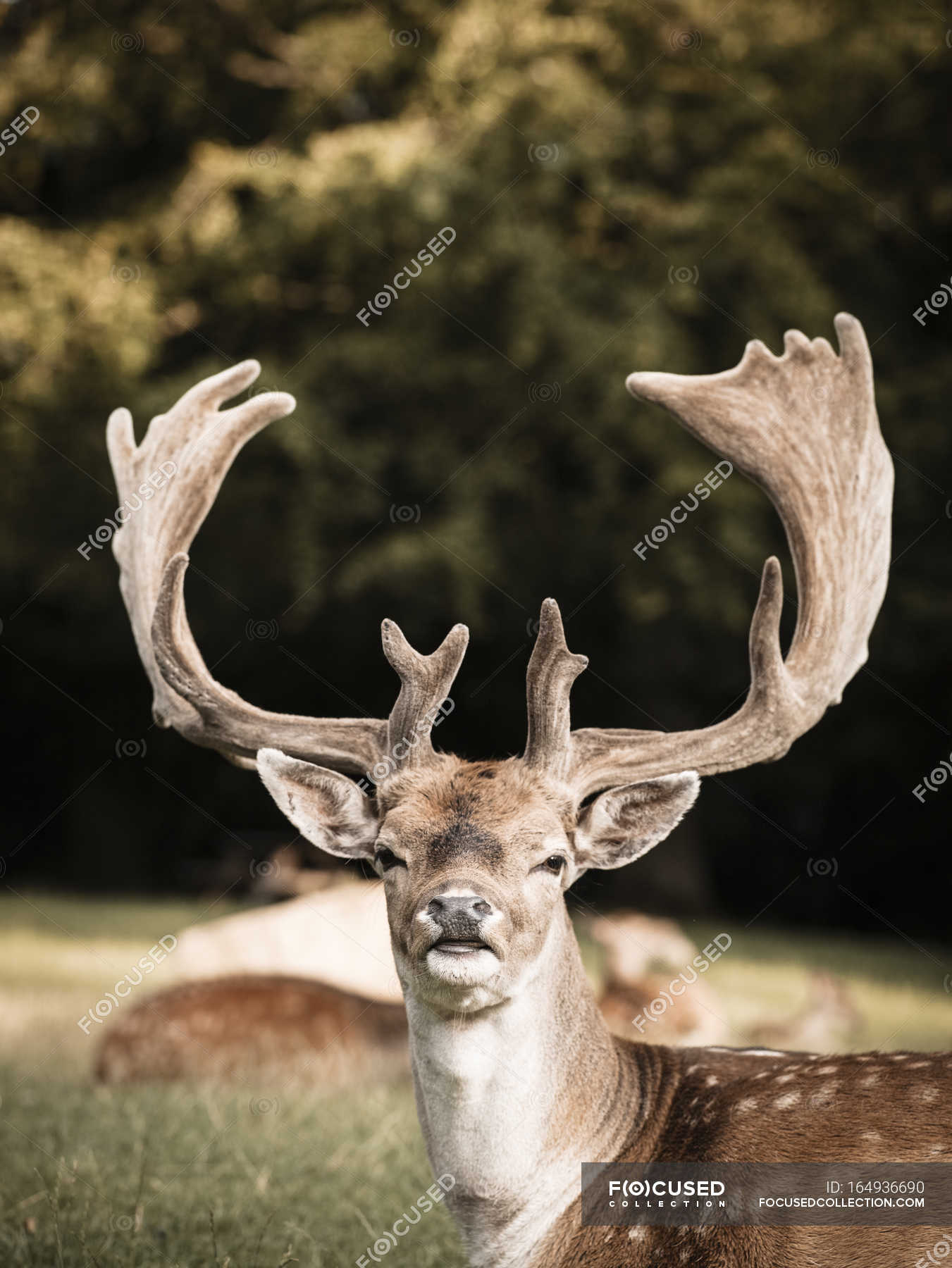 Luftpost opkald Admin Portrait of deer in wild nature, Aarhus, Denmark — floral, wildlife - Stock  Photo | #164936690