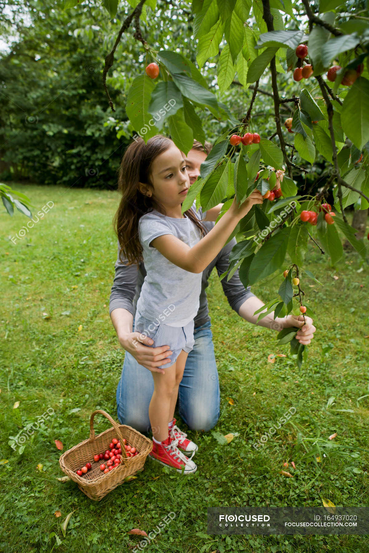 Father and daughter picking fruits — togetherness, innocence - Stock