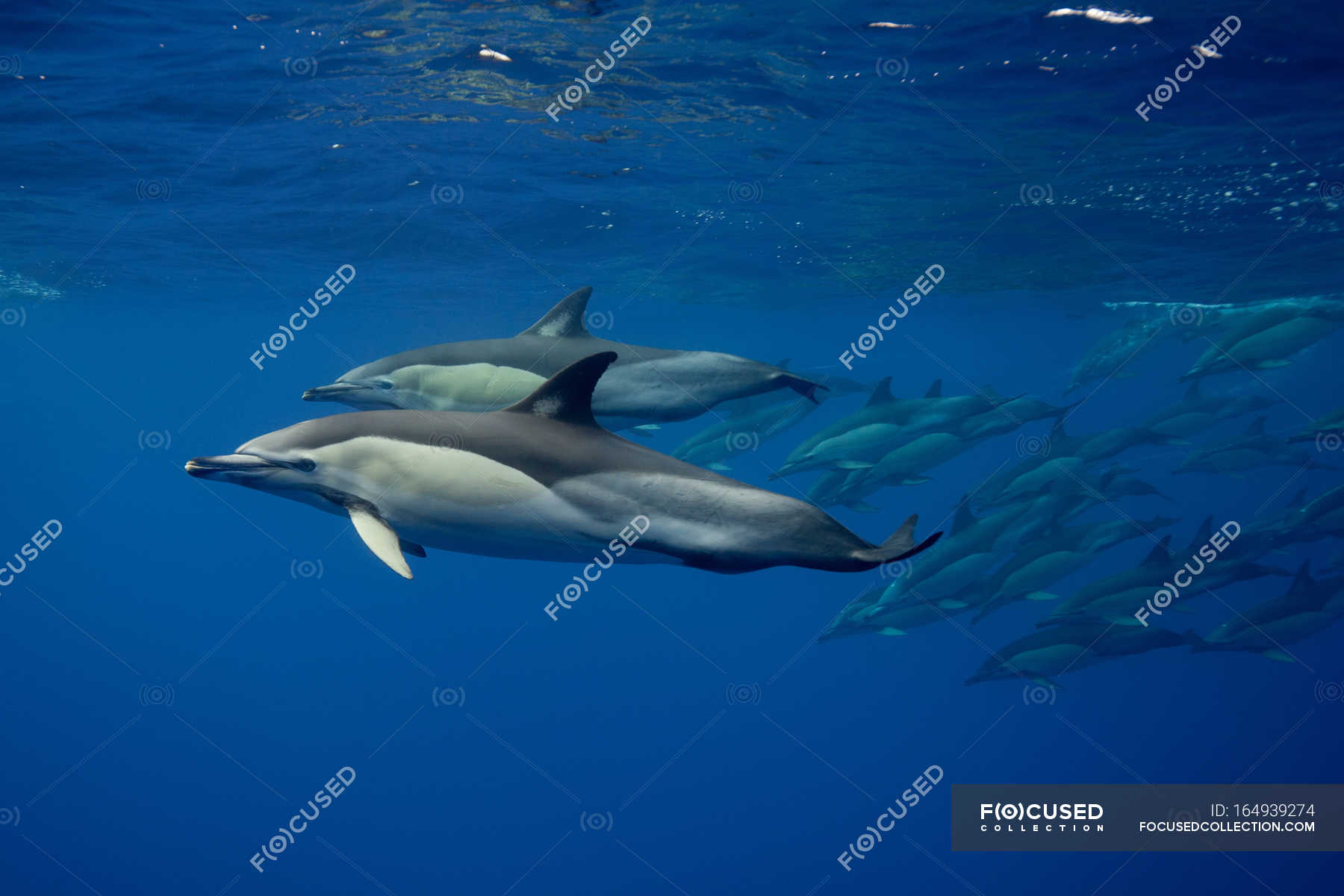 bottlenose dolphins swimming