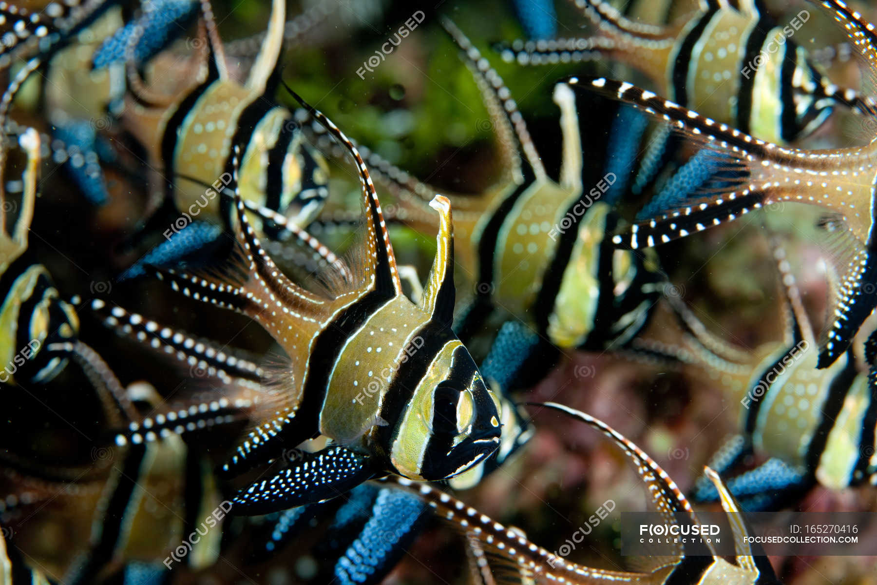 blue cardinal fish