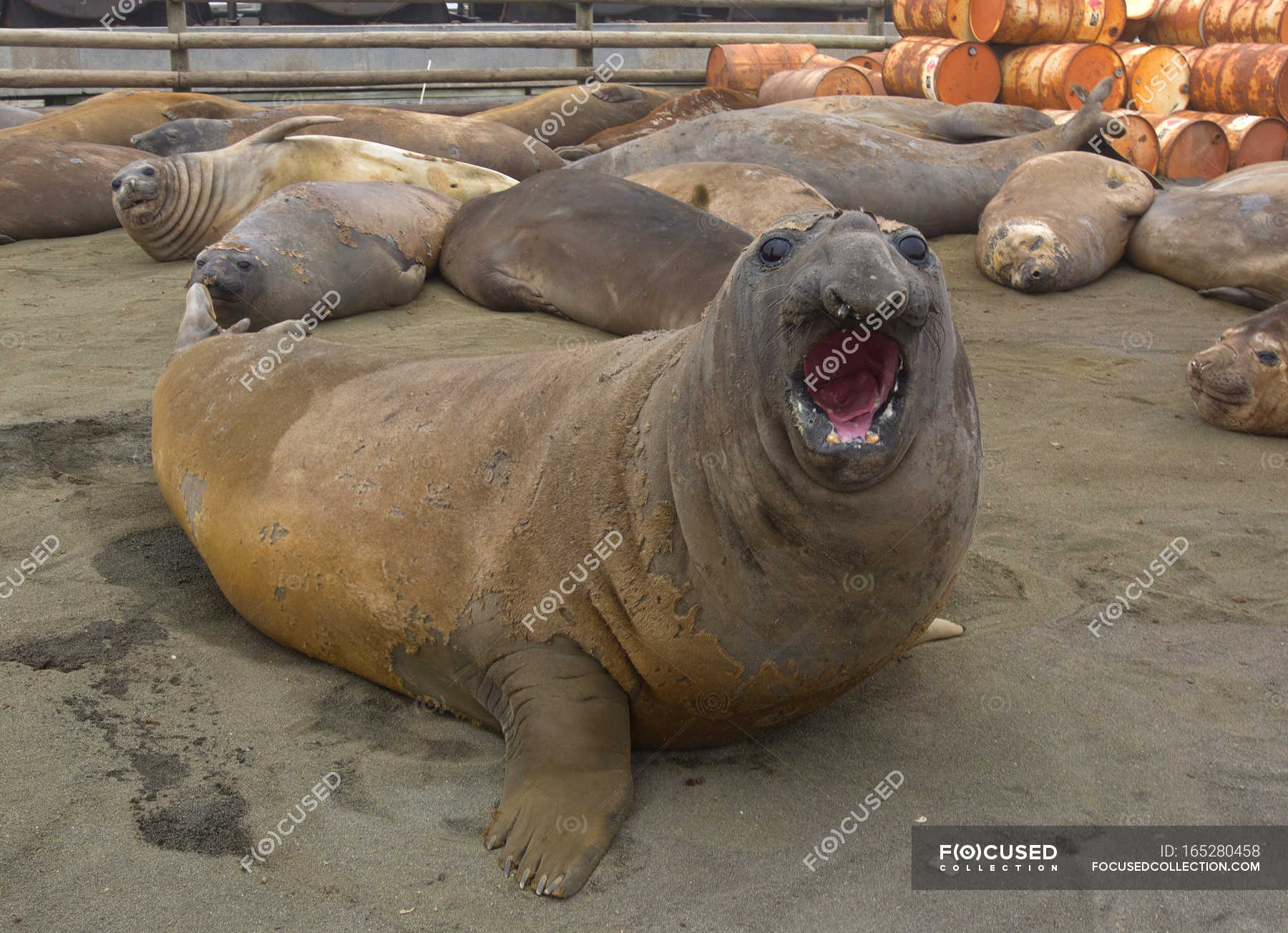 elephant seal southern macquarie island