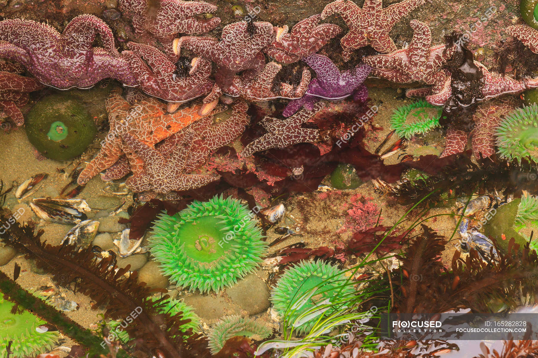 intertidal zone starfish