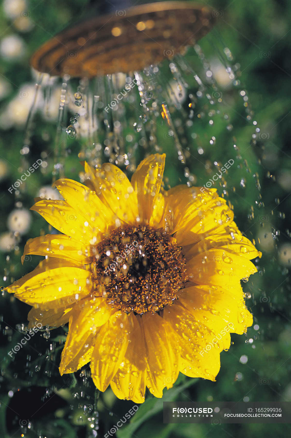 Beautiful Sunflower with water drops from watering can — outdoors