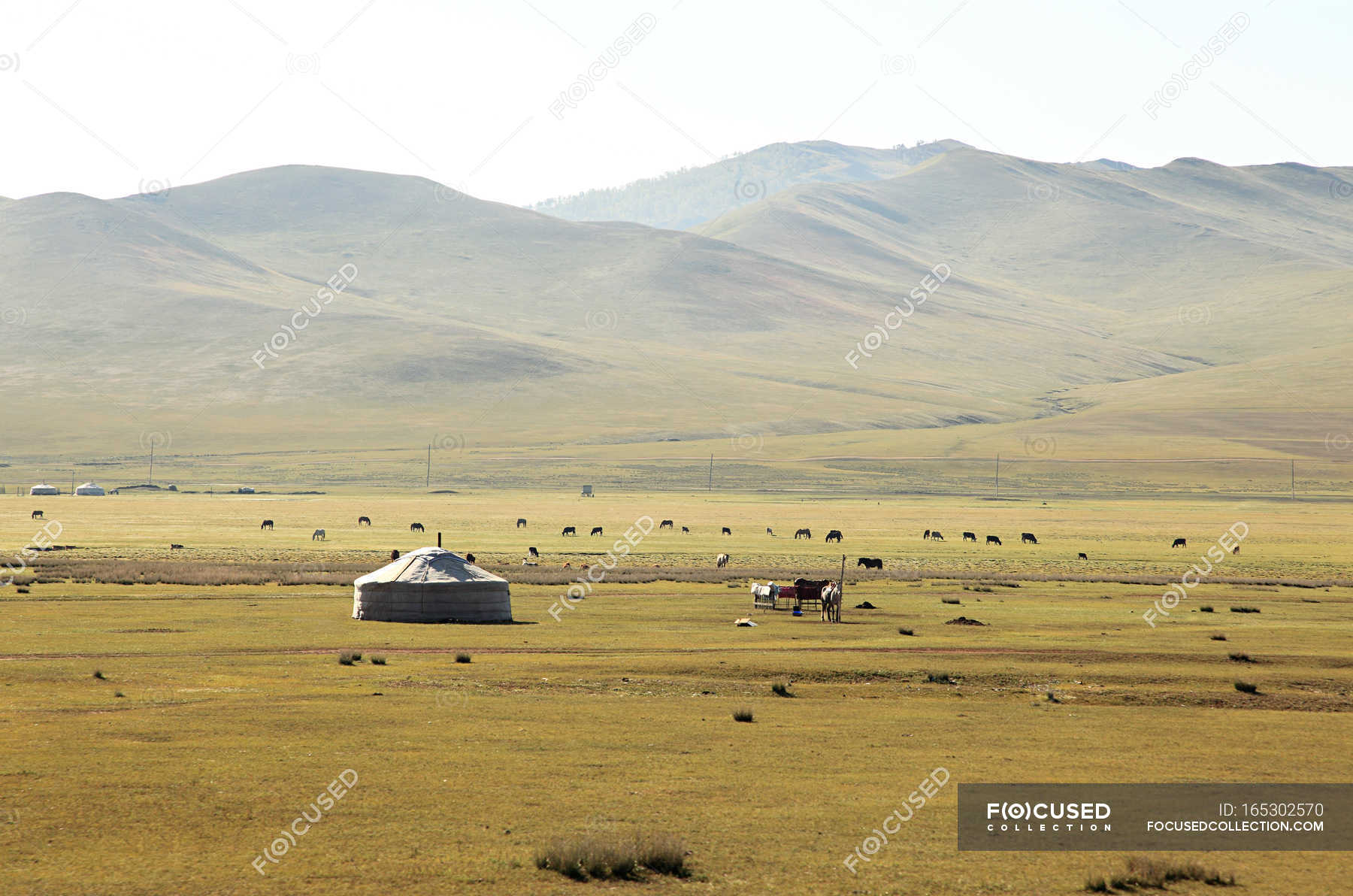 Степной пейзаж Монголии — Красота в природе, Живописный - Stock Photo |  #165302570