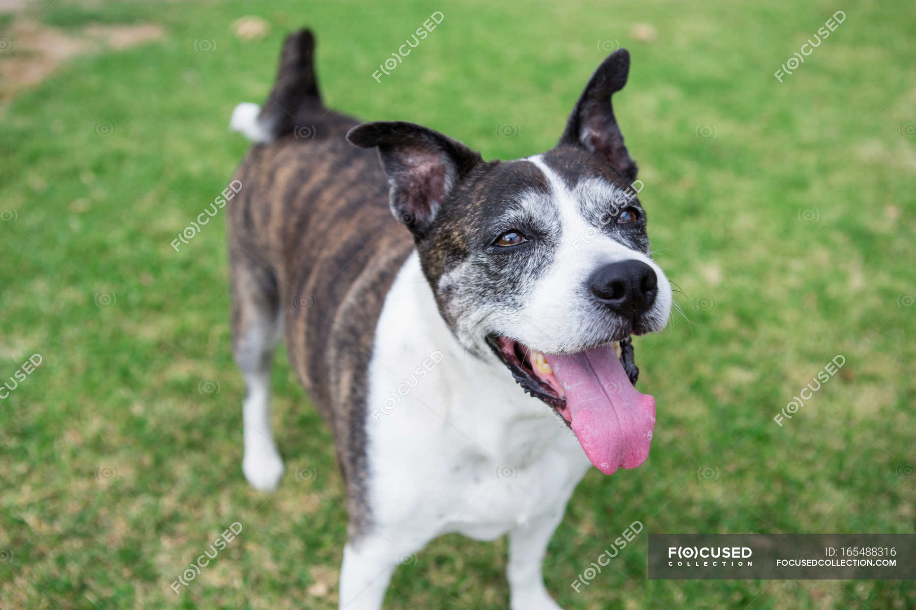 Dog sticking tongue on green grass — greenery, daylight - Stock Photo ...