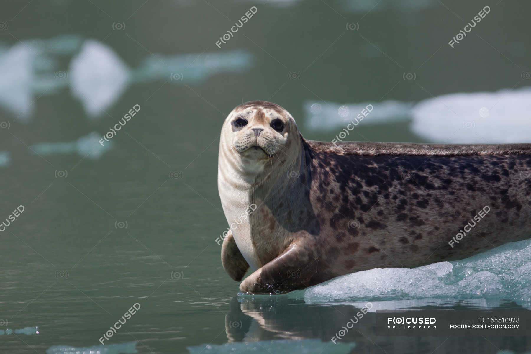 Earless seal near Tracy Arm Glacier — harbor seal, ice floe Stock