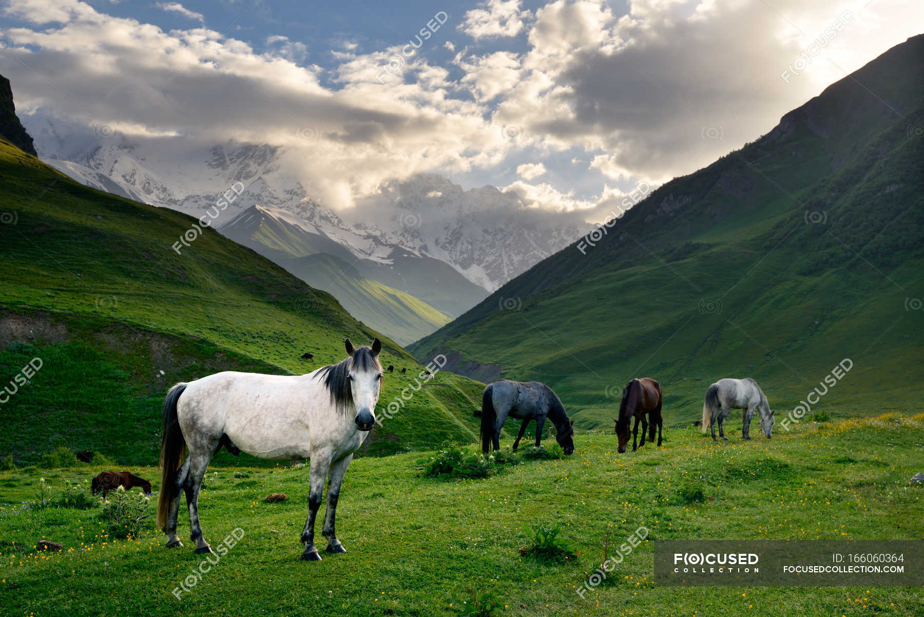 Horses grazing on green valley grass