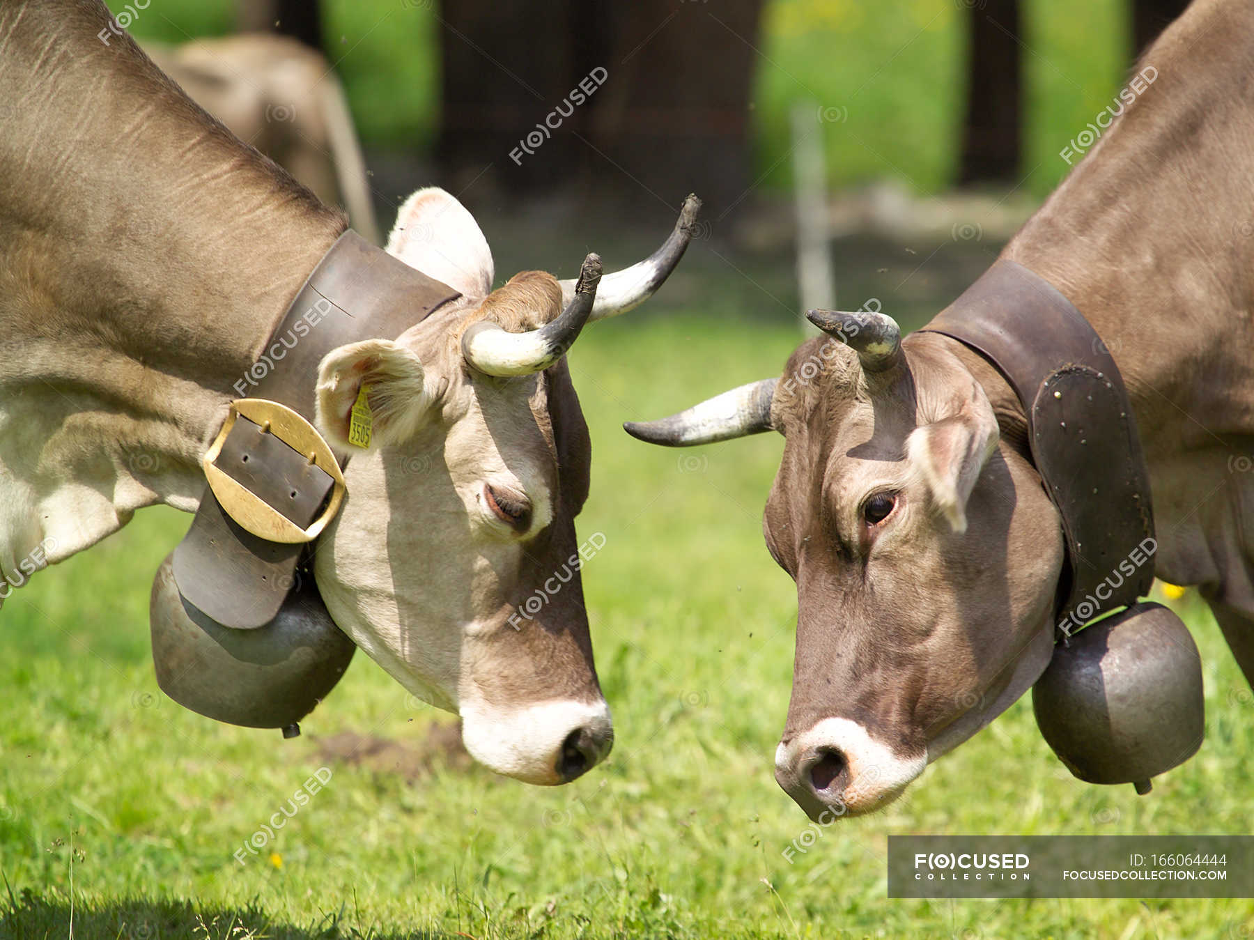 Why Do Cows Wear Bells In Switzerland - All About Cow Photos