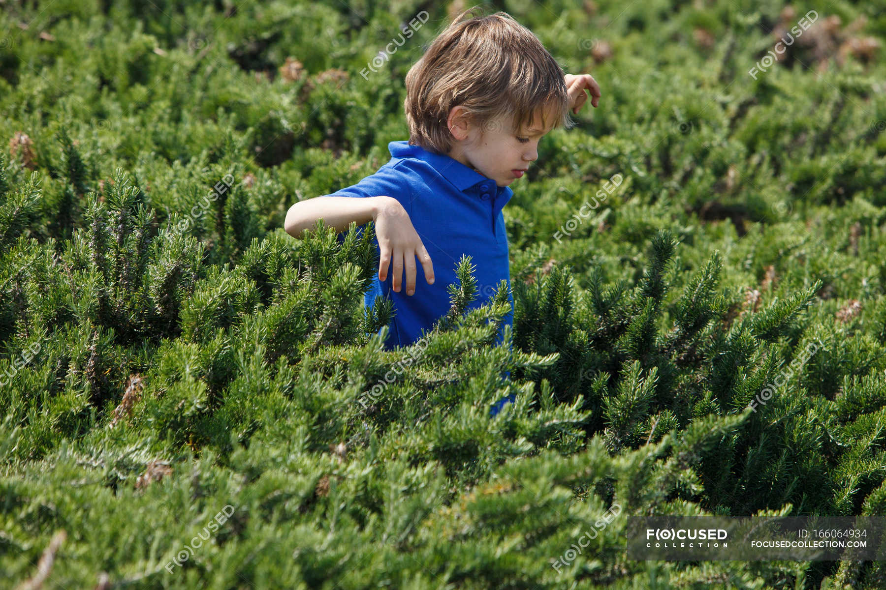 Граб живая изгородь. Куст буш. Через кусты. Ирга канадская живая изгородь. Тис живая изгородь.