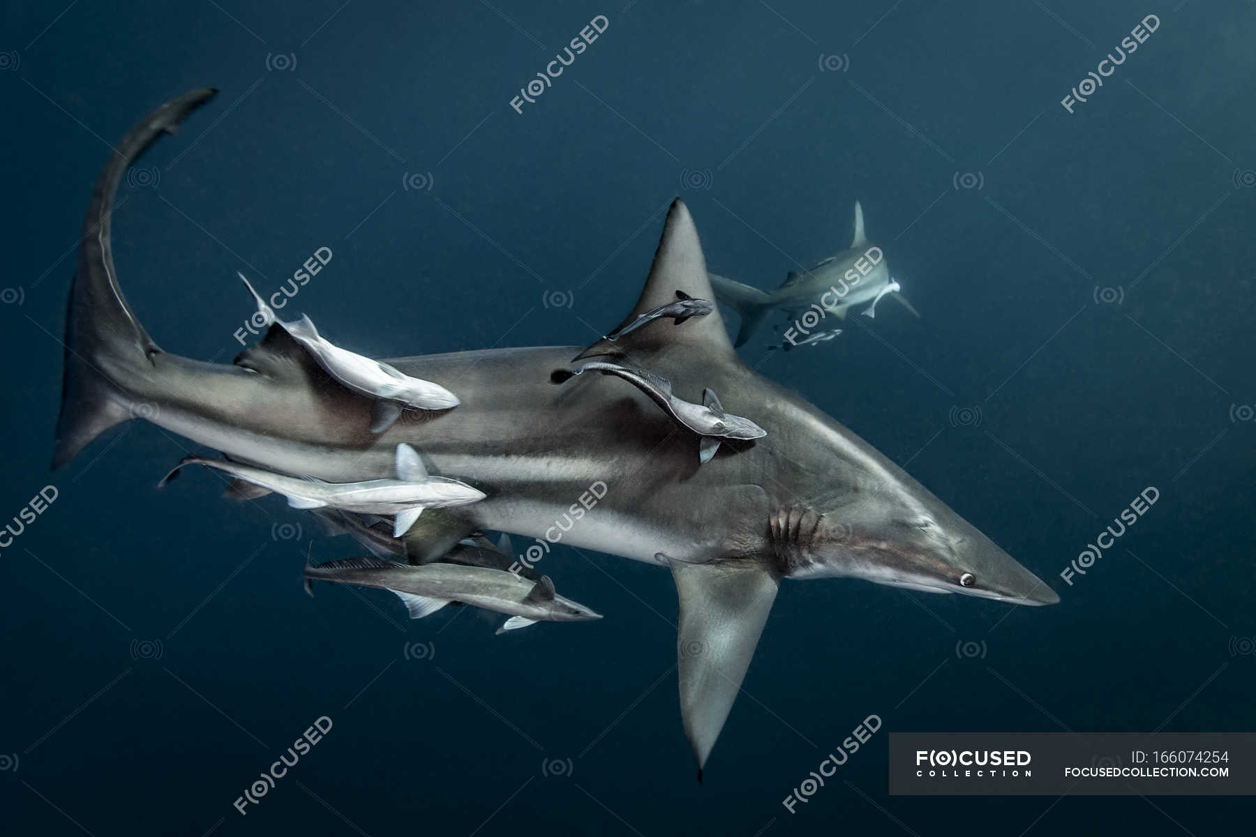 Oceanic Blacktip Shark Swimming With Small Fish Sea Animals