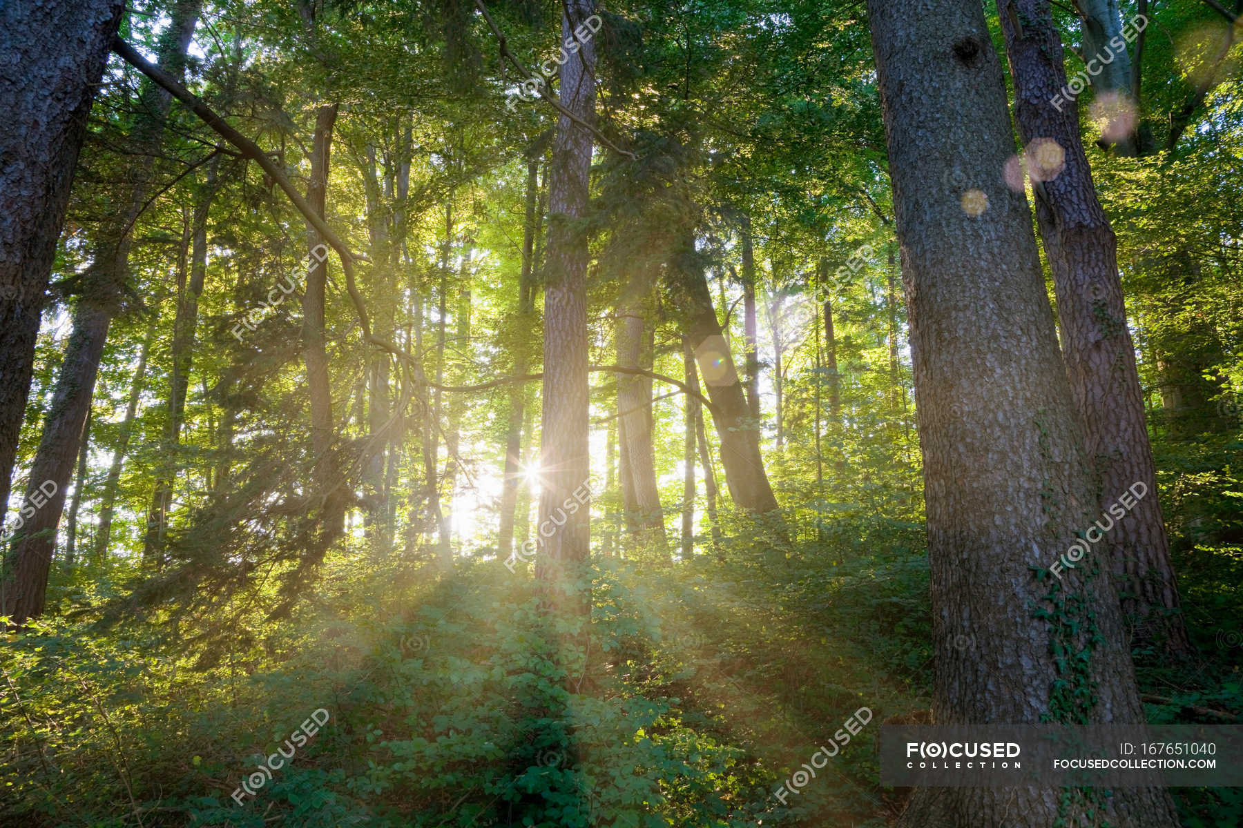 Sun Shining Through Trees Sunlight Variety Stock Photo