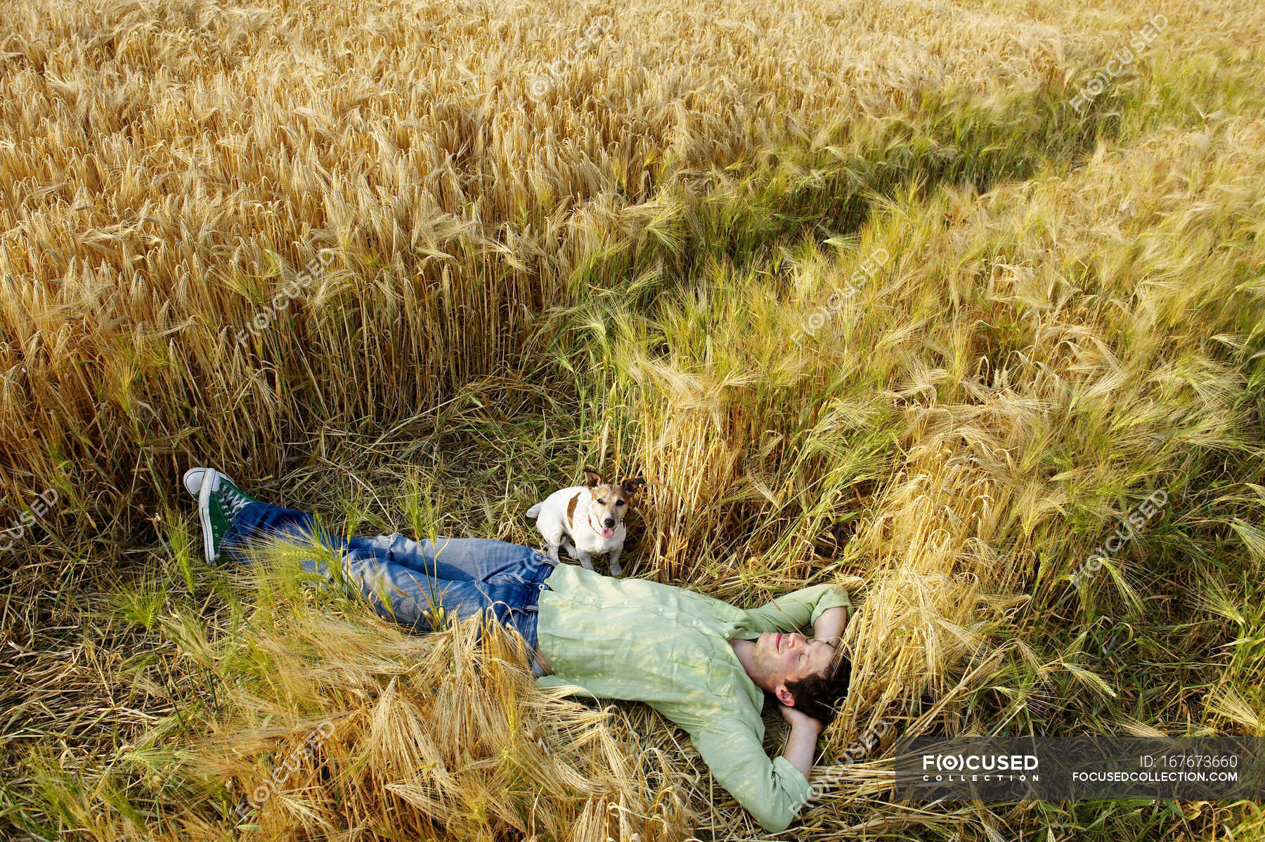 Сон жито. Человек лежит в поле. Парень лежит в поле пшеницы. Лежит в поле. Человек лежит на пшеничном поле.