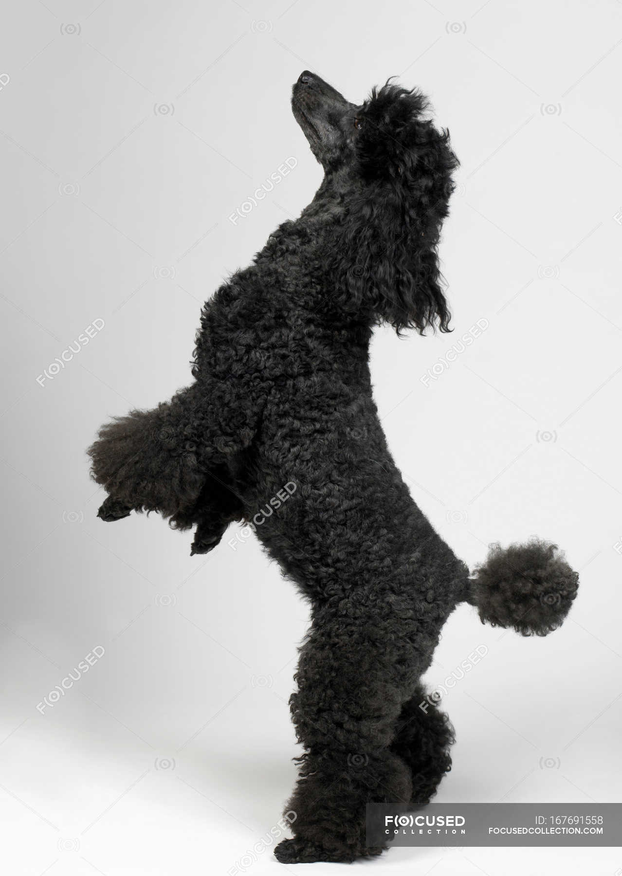 Wallpaper : bracelets, midnight, blackandwhite, beauty, puppy, black and white, 