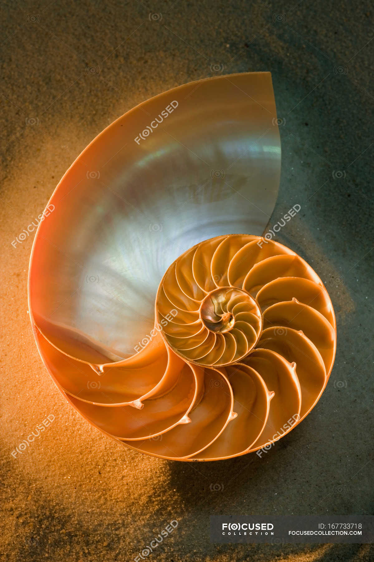 Half Of Nautilus Shell On Sand Close Up Shot Inside Still Life Stock Photo