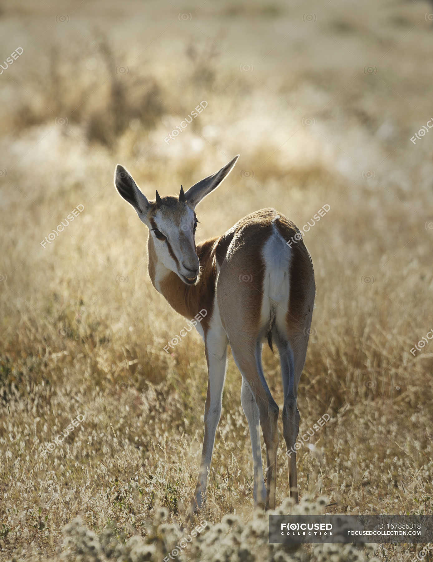 Full length view of gazelle on plains in sunlight — wildlife, natural ...