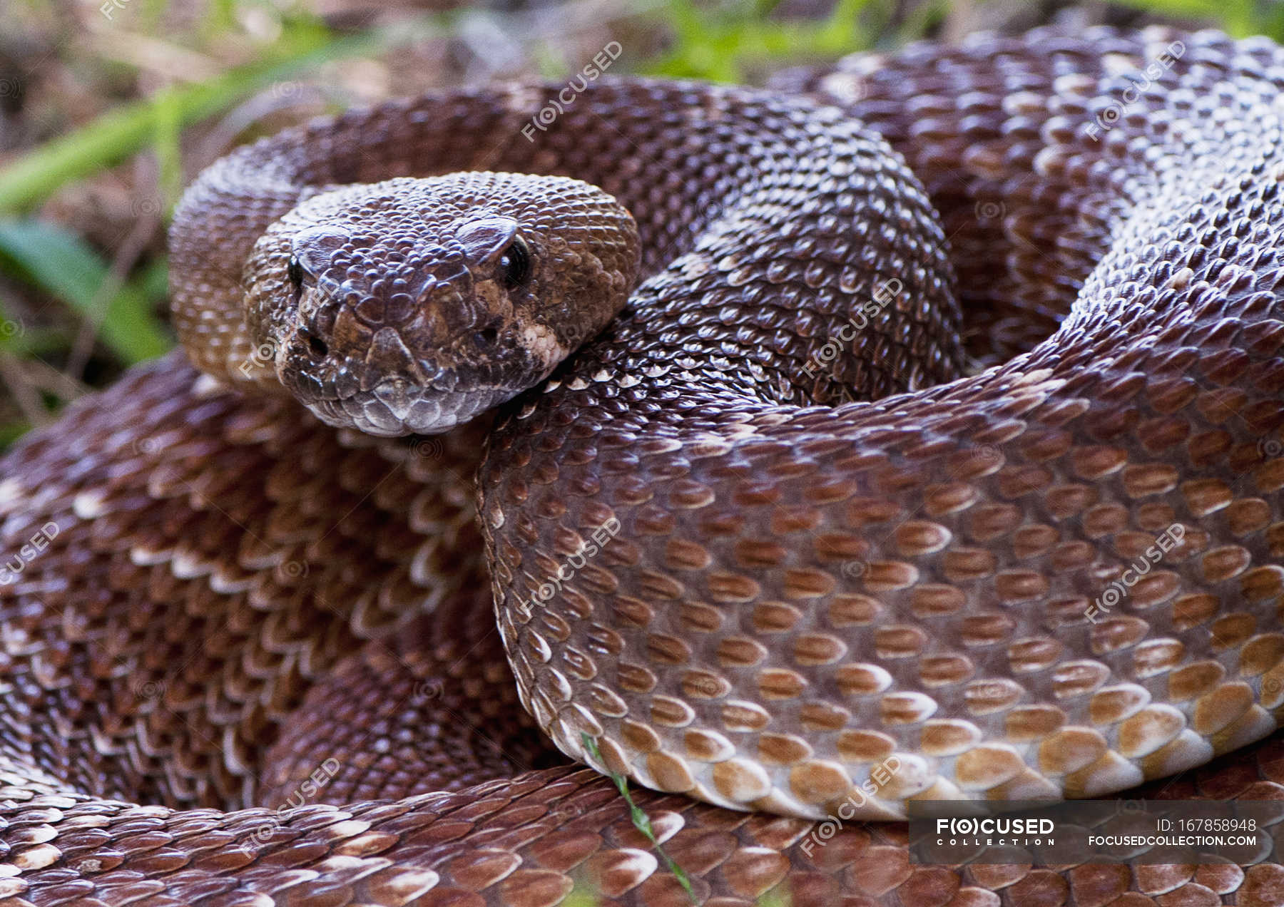 Close up of venomous Pacific rattlesnake in California, USA — ground