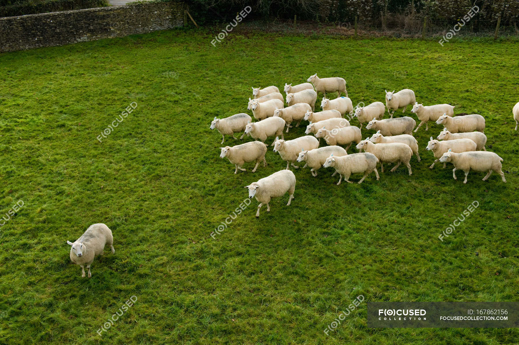 Elevated View Of Flock Of Sheep Grazing On Green Grass Journey Agriculture Stock Photo