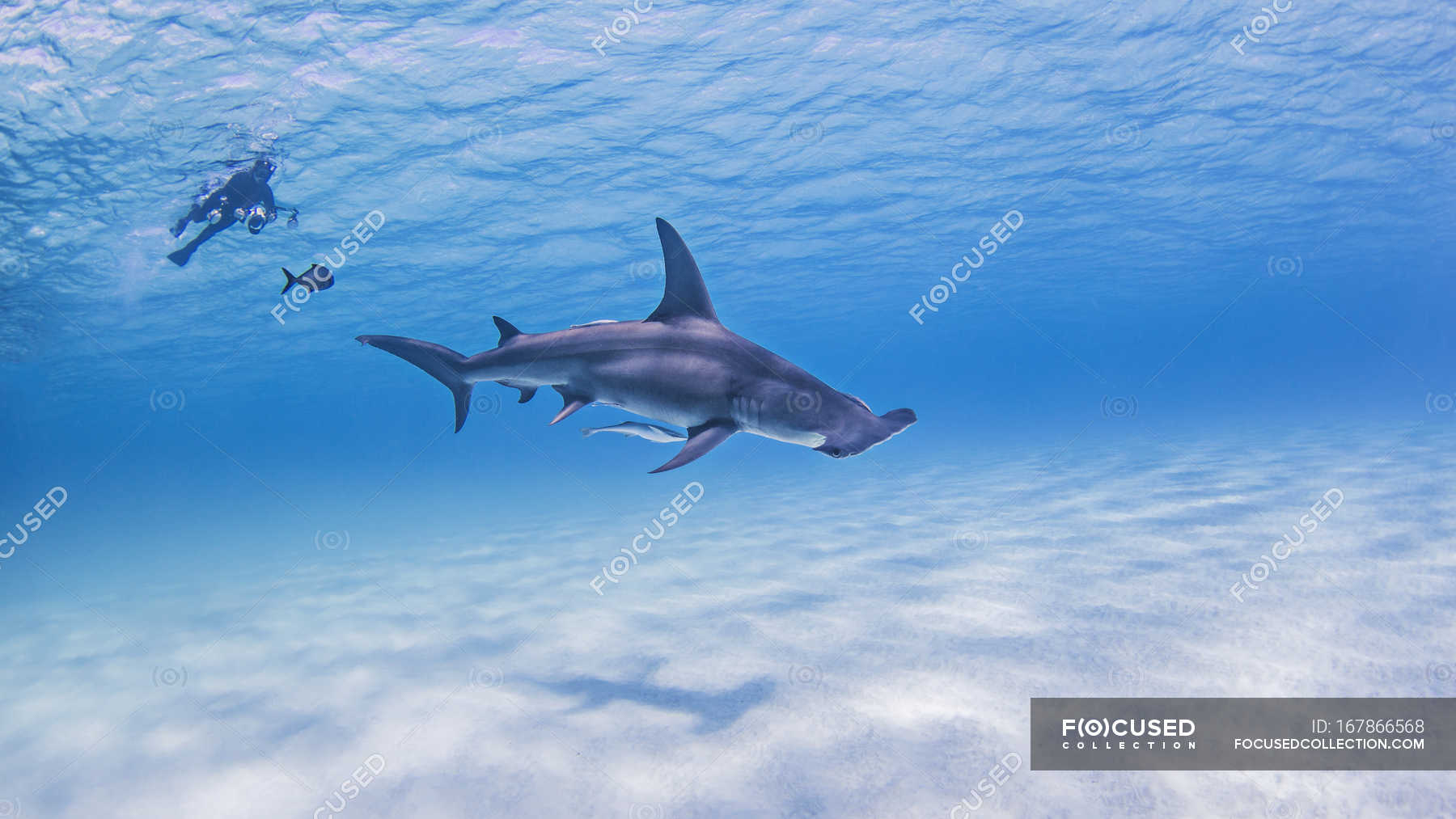 Great Hammerhead Sharks with diver in background — salt water ...