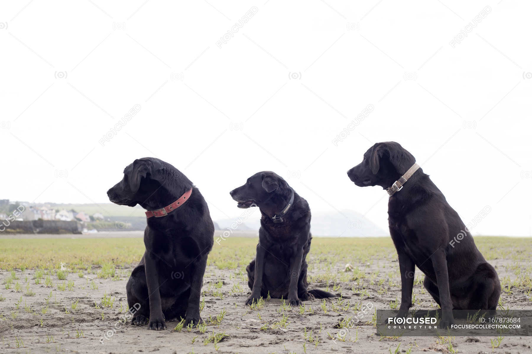 are black labradors aggressive