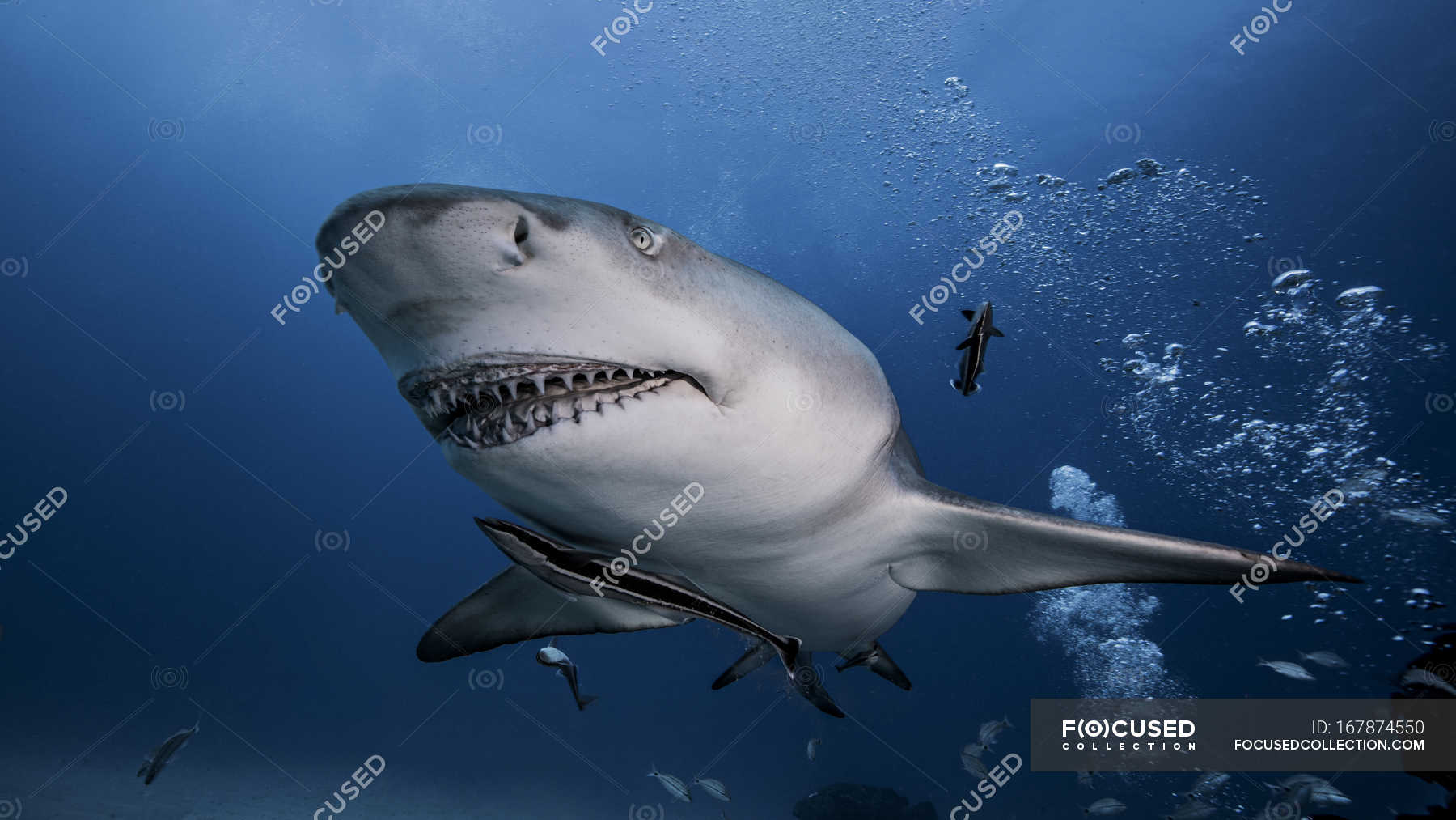 Lemon shark swimming under water — blue, copy space Stock Photo
