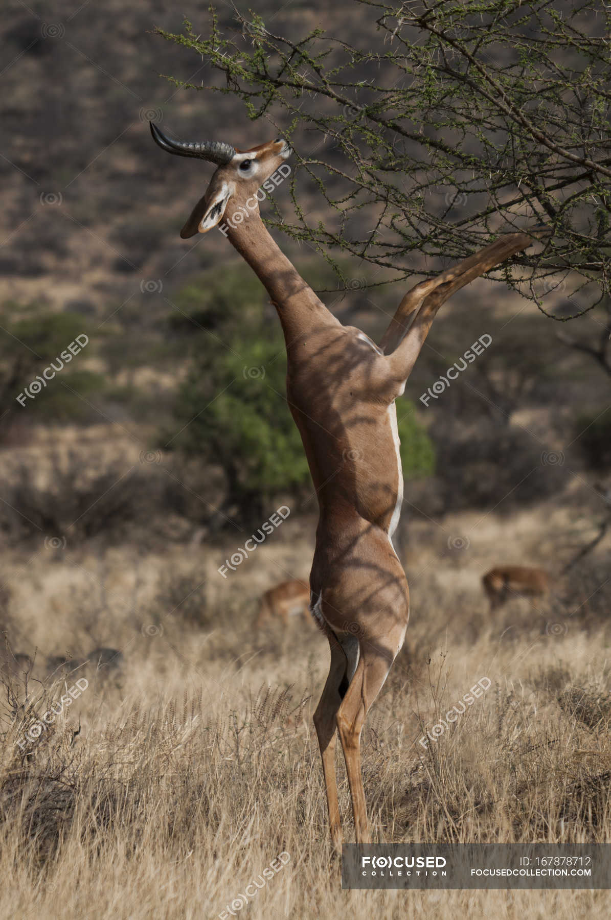 gazelle standing