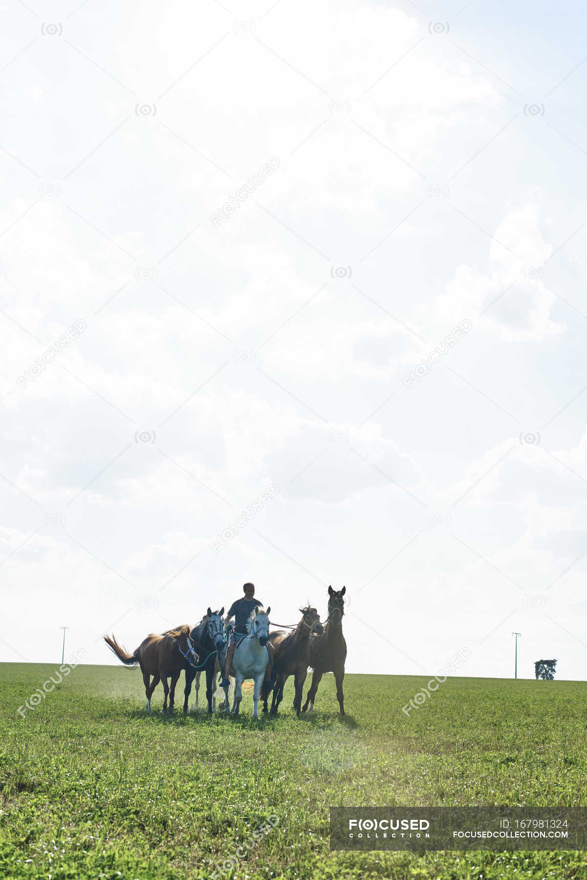 Man riding and leading six horses in field — one person, Small Group Of Animals - Stock Photo | #167981324 Man riding and leading six horses in field — one person, Small Group Of Animals - Stock Photo | #167981324