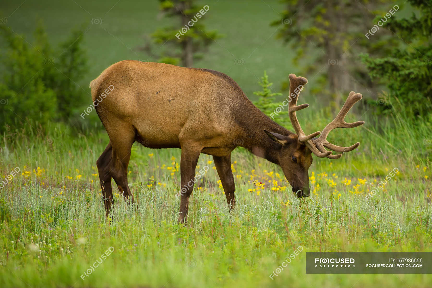 Piebald rocky mountain elk